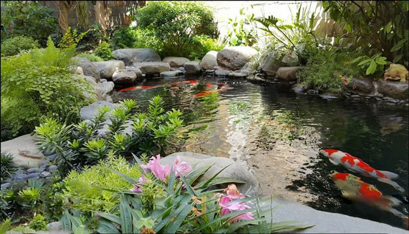 Tự làm hồ cá sân vườn nhỏ đẹp | Thiên Đức Stone